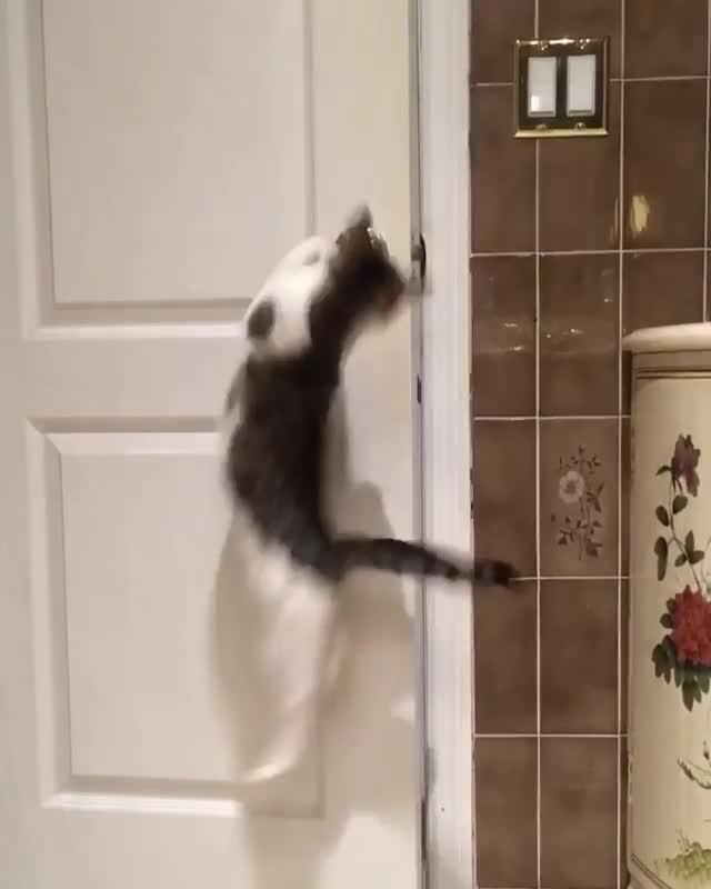 Cat Opens Door for Buddy Jukin Licensing