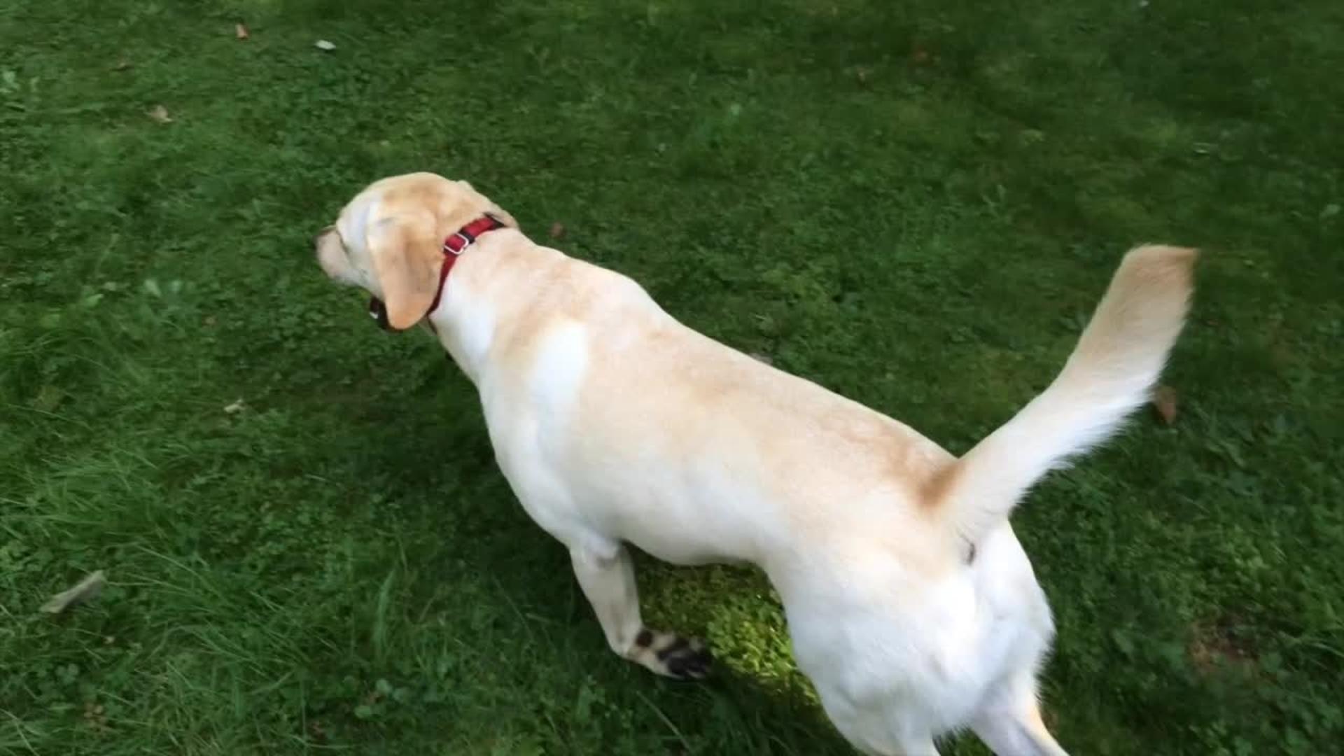 Yellow Lab Drags Hind Legs to Stop Herself Jukin Licensing