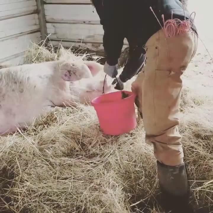 Pigs Get Fed Eggs Jukin Licensing