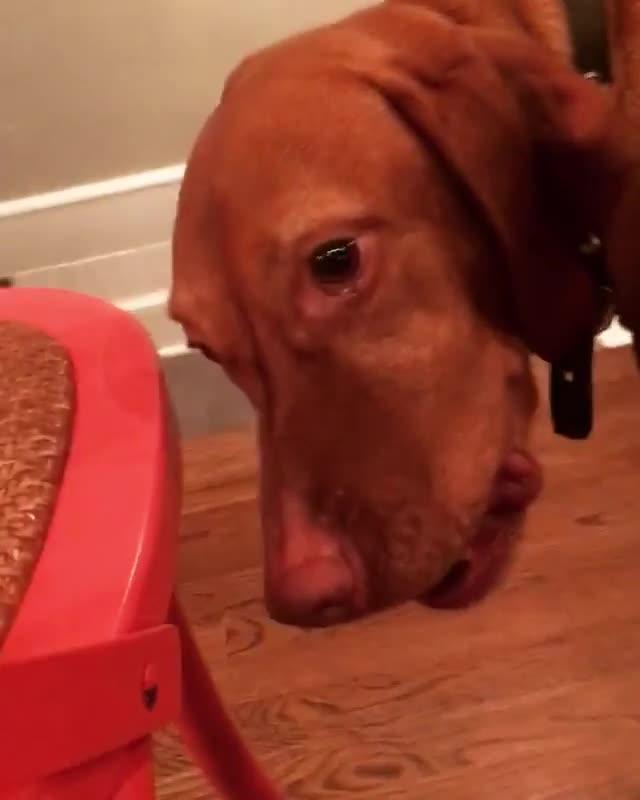 Dog Holds Egg in Mouth then Drops it on Floor Jukin Media Inc