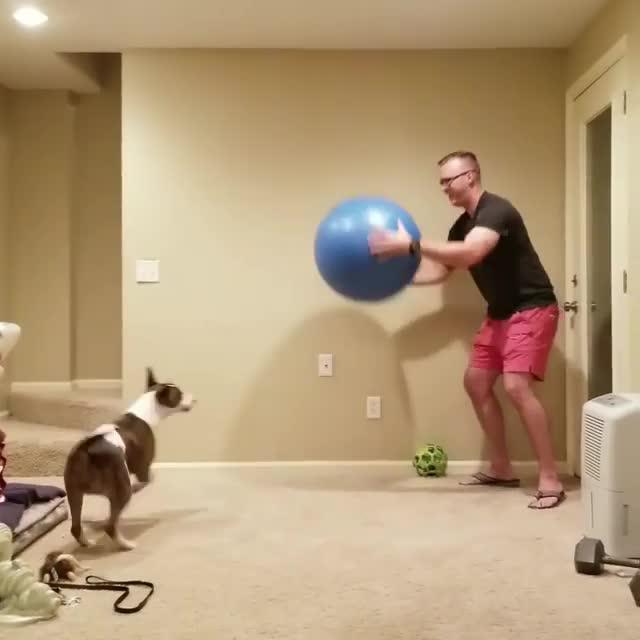 Dog Growls and Snorts While Playing With Exercise Ball Jukin Media Inc
