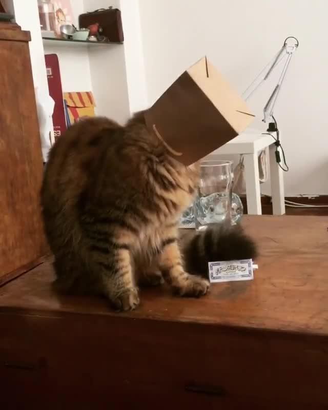 Cat Gets Head Stuck in Chip Bag Jukin Media Inc