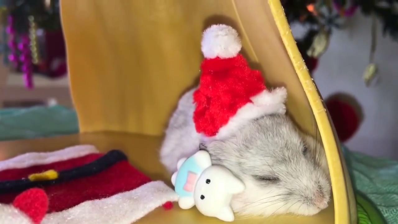 Hamsters Celebrate Christmas Jukin Licensing