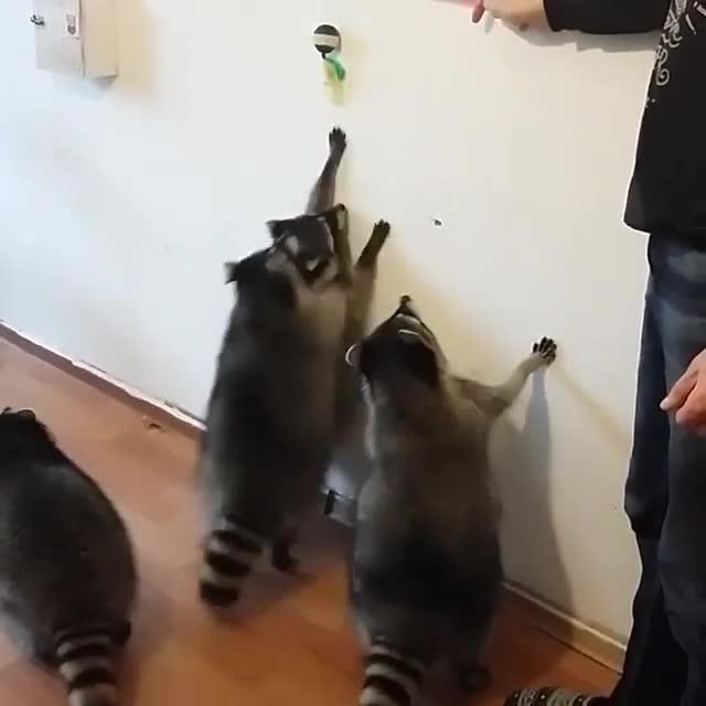 Raccoons Accidentally Dissolve Cotton Candy Jukin Media Inc