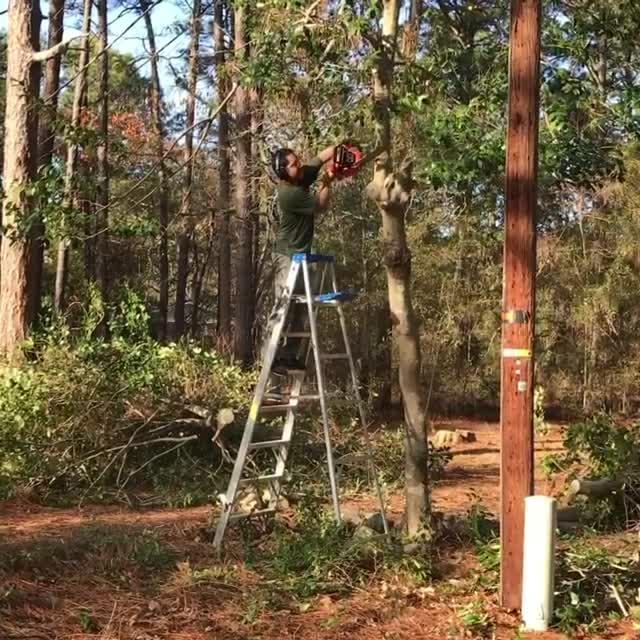 Man Falls off Ladder during Tree Trimming Jukin Media Inc