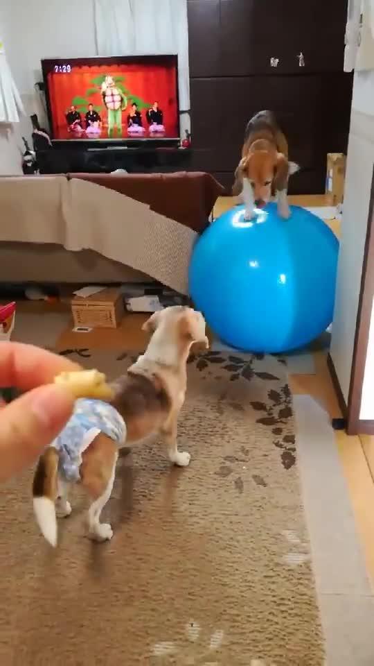 Dog Balances Jenga of Treats on Nose Jukin Media Inc