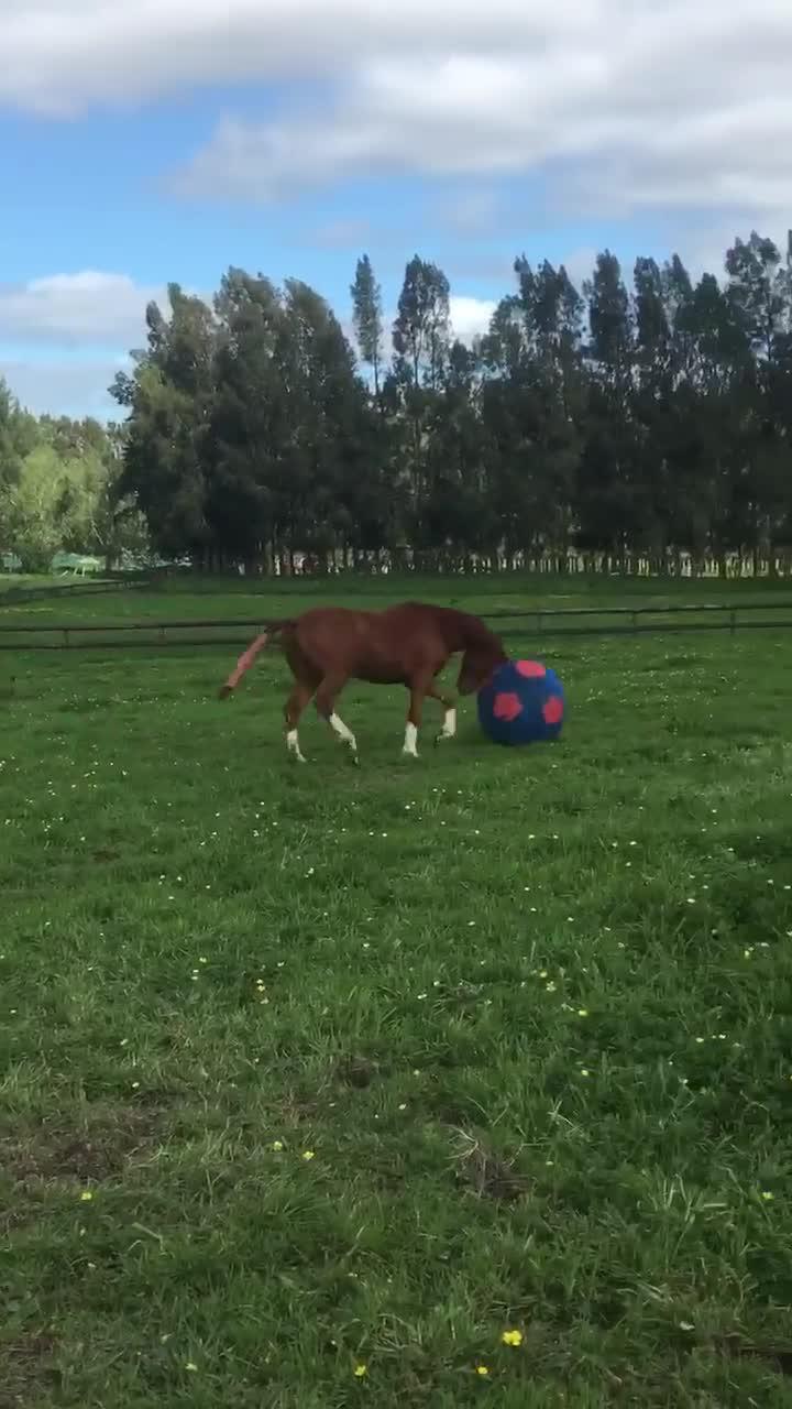 Horse Plays with Giant Soccer Ball Jukin Media Inc