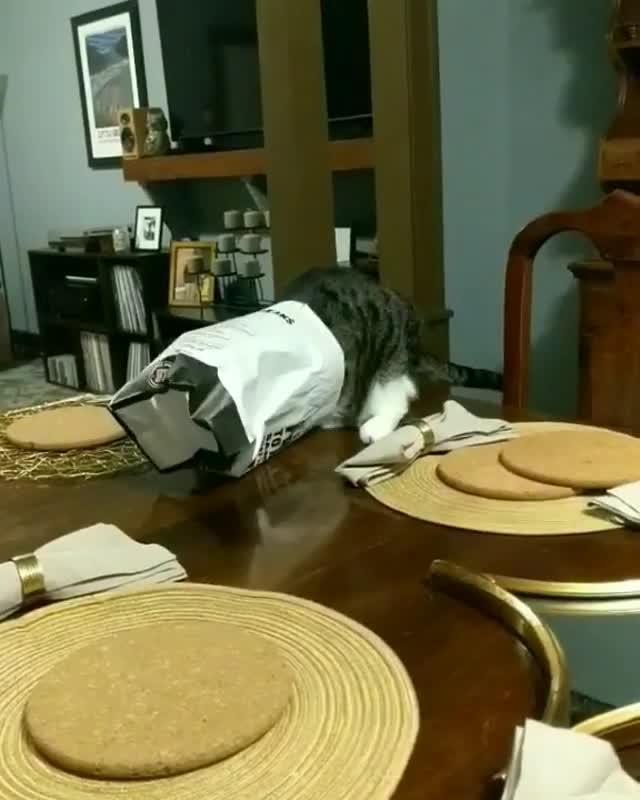 Dog Gets Paper Bag Stuck on Head After Digging Through