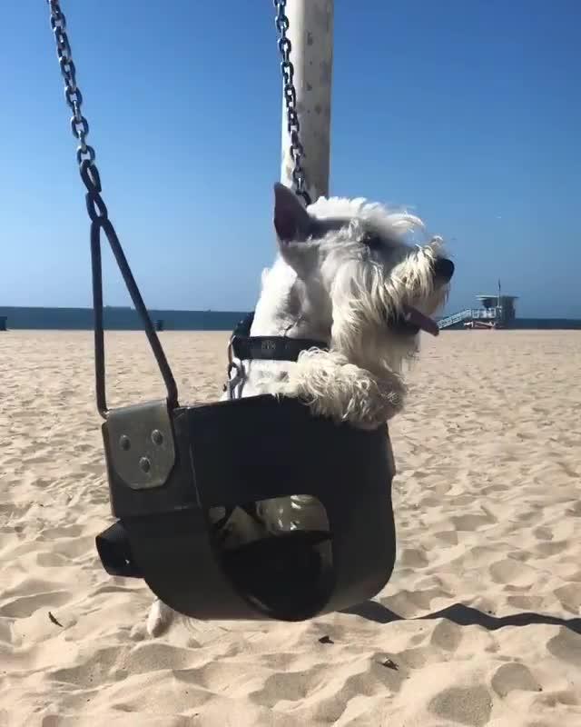 Dog Swings in Baby Rocker Seat Jukin Media Inc