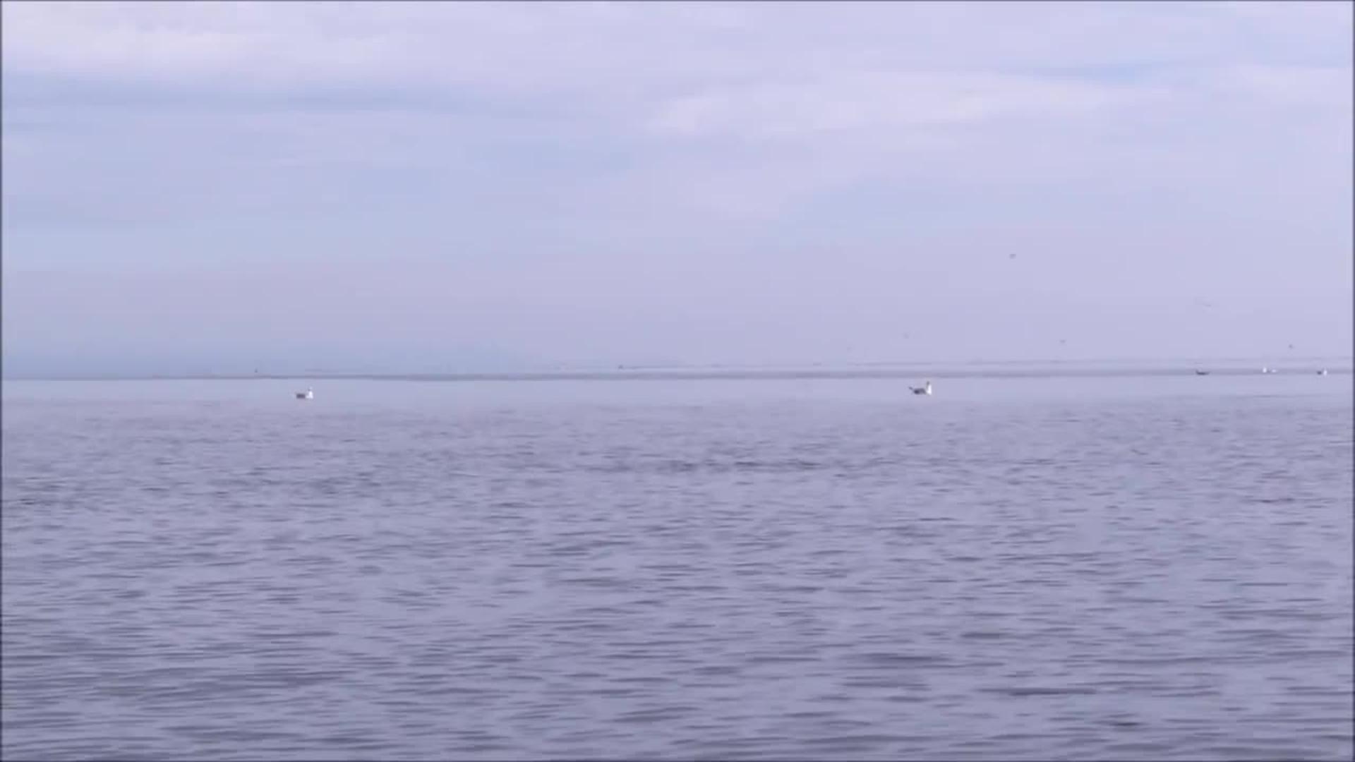 Orca Whale Breaches Next to Kayaker Jukin Licensing