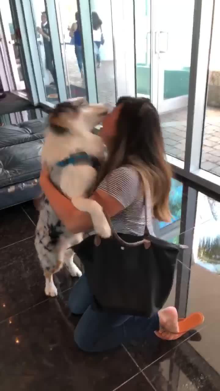 Dog Excited to Greet Owner After Returning From Vacation Jukin Media Inc
