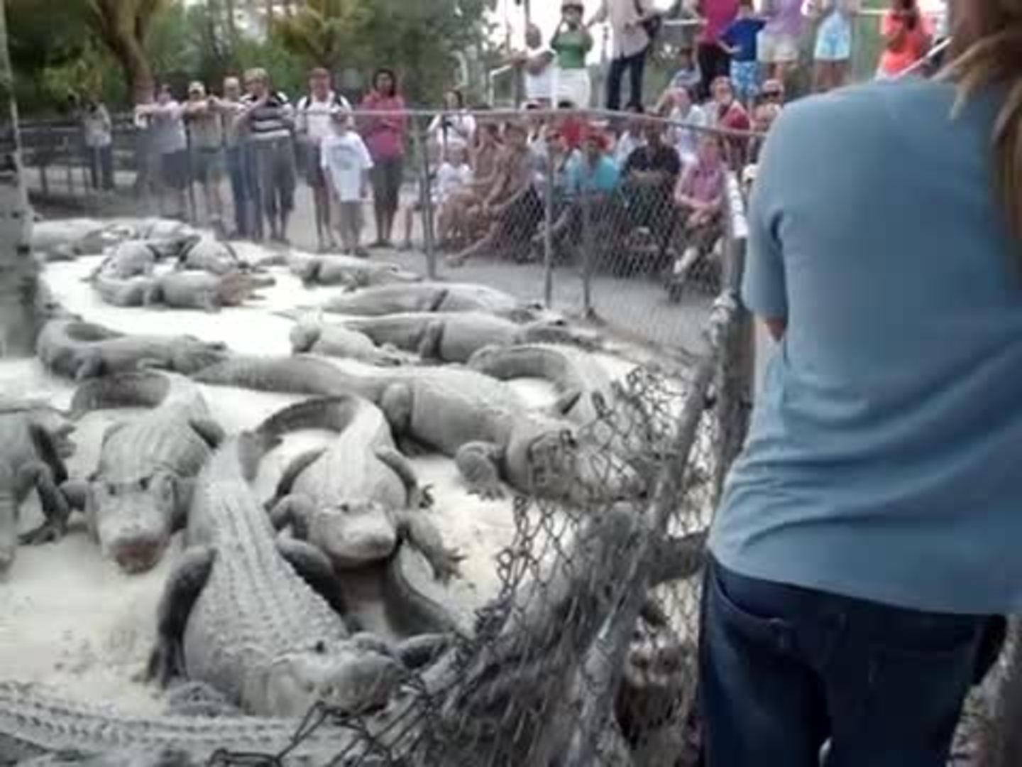 Alligator Bites Handler during Demonstration Jukin Media Inc