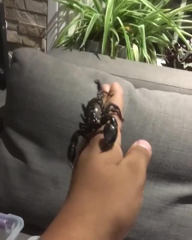 Big Black Scorpions Crawl All Over Man's Hand Jukin Licensing