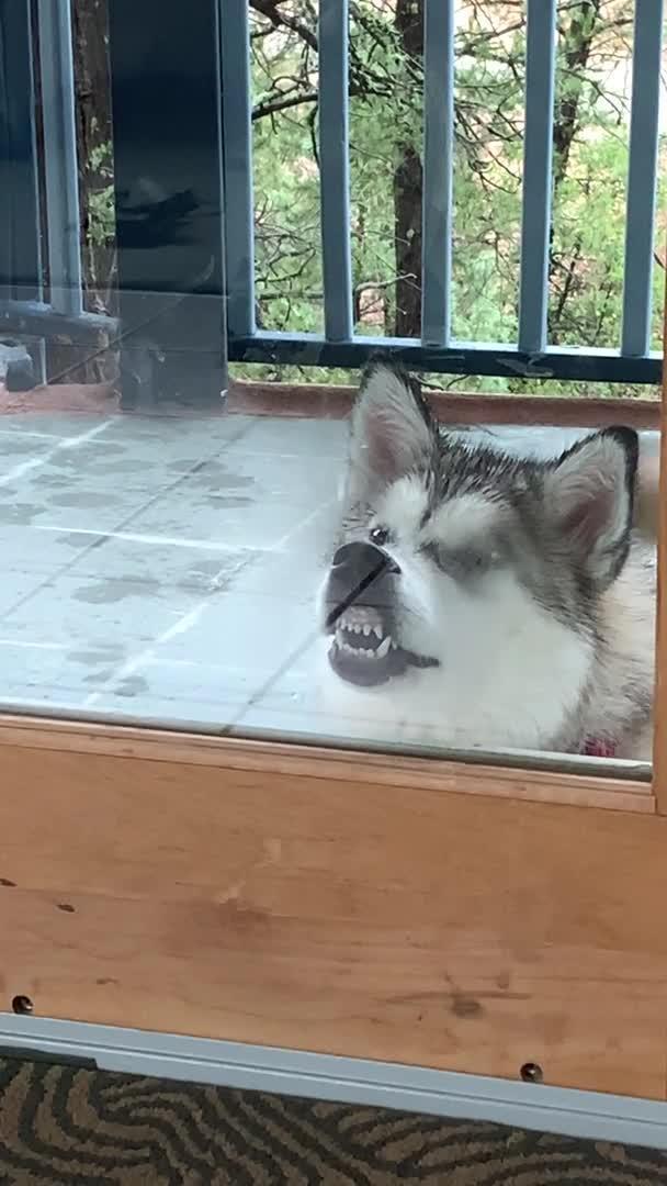 Dog Tires To Get Inside By Licking And Biting Glass Door Jukin Media Inc