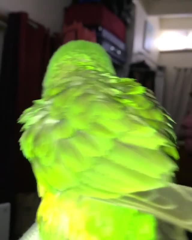 Parrot Poops On Owner's Lap Jukin Licensing