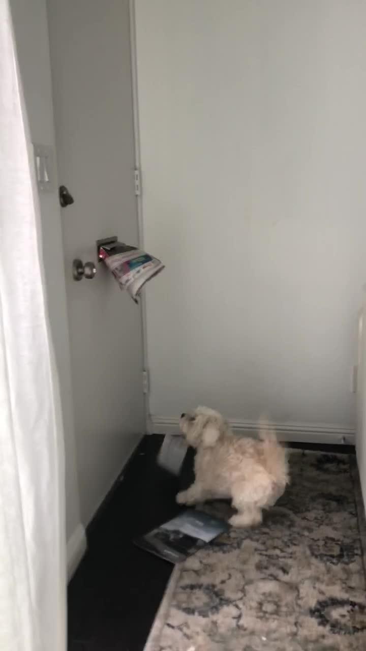 Dog Leaps Up to Attack Letters Slid Through Mail Box Jukin Licensing