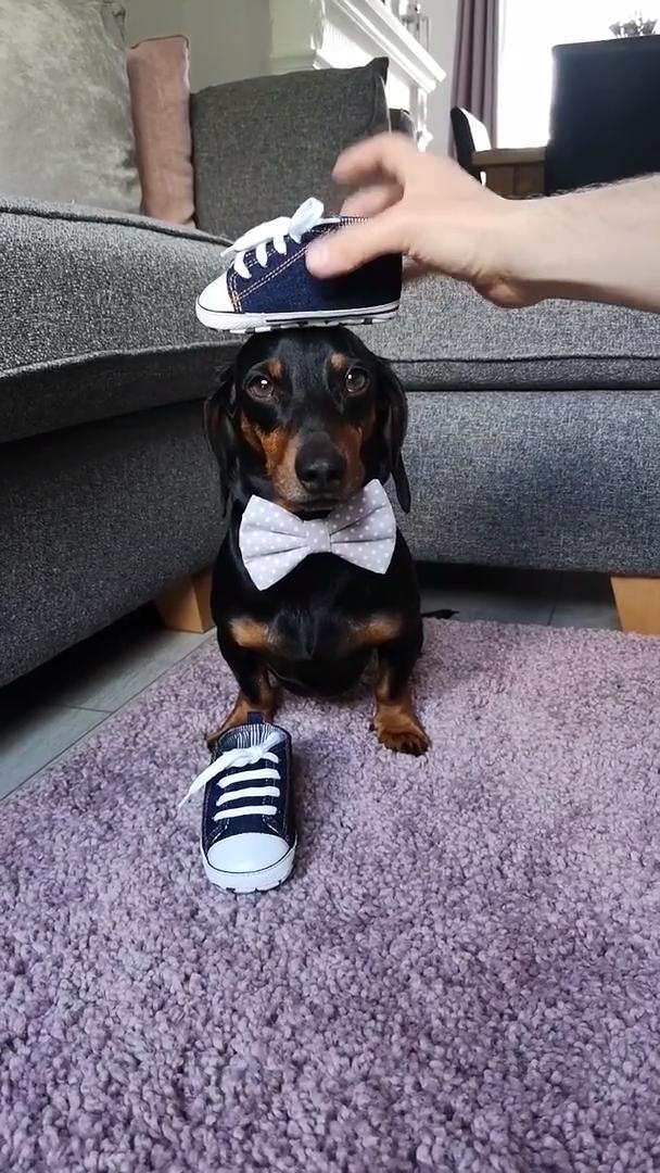Daschund Dog Balances Shoe on Head Jukin Licensing