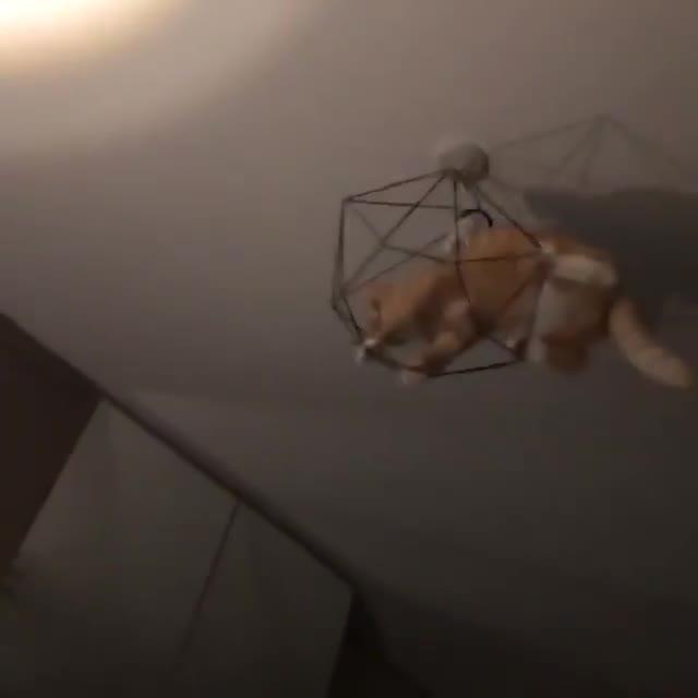 Cat Swings From Light Fixture Jukin Licensing