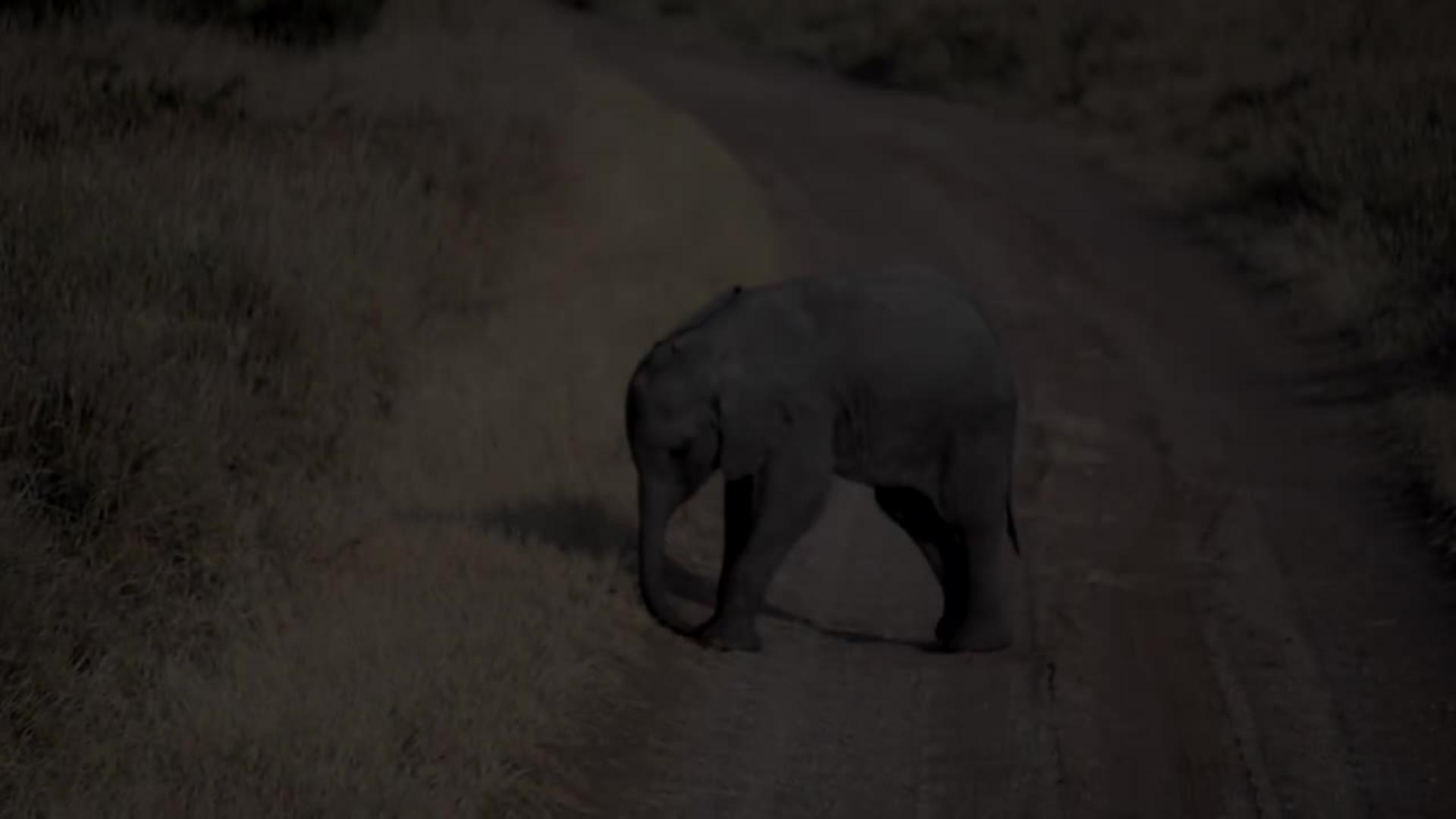 Baby Elephant Throws Temper Tantrum Jukin Licensing