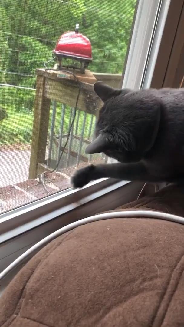 Cat Tries to Jump through Window Jukin Media Inc