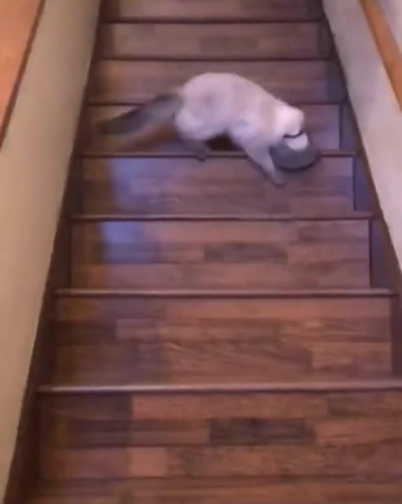 Cat With Cerebellar Hypoplasia Attempts To Walk Down Stairs As Owner
