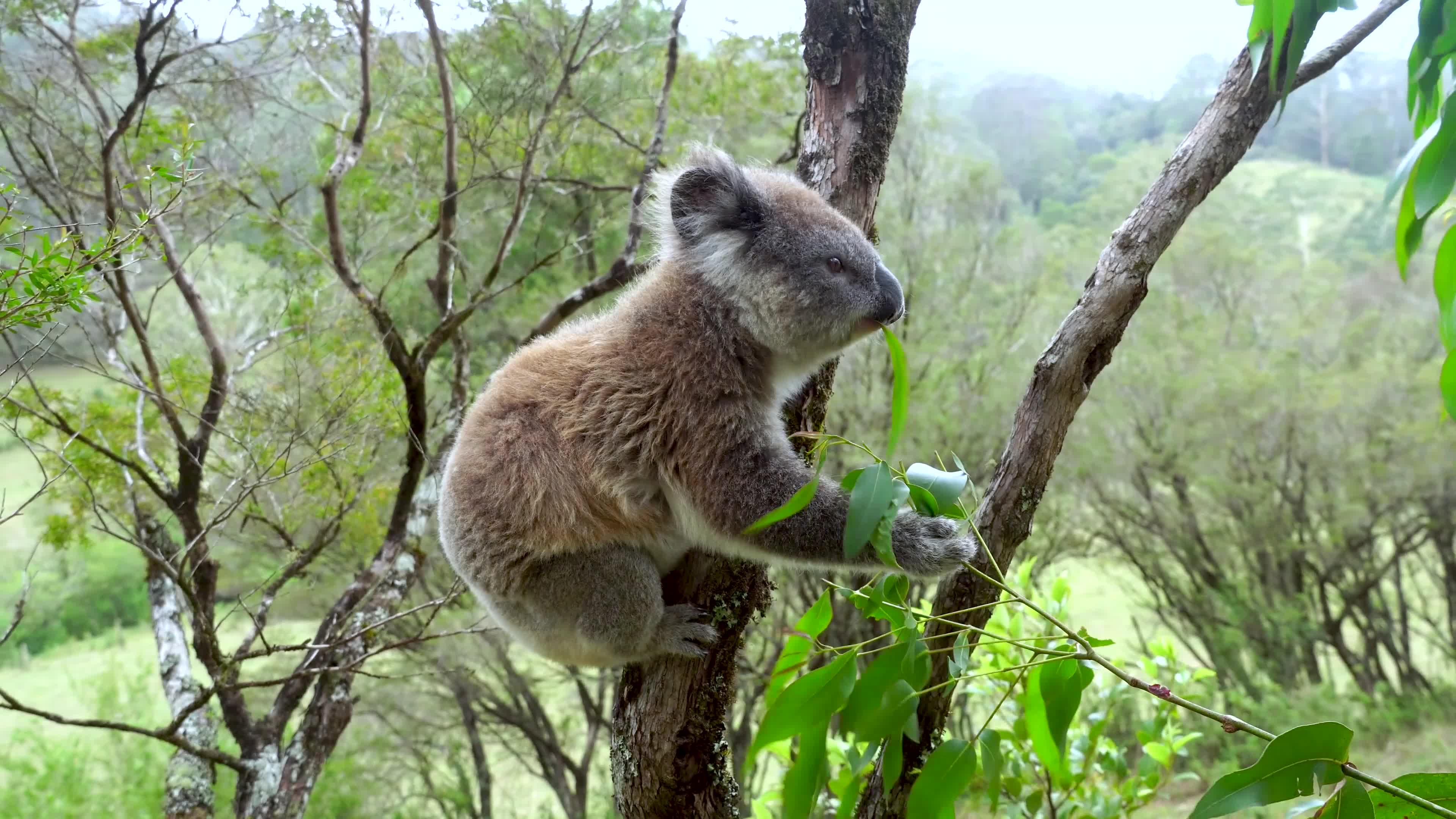 Woman Gently Pets Koala On Tree Branch Jukin Licensing