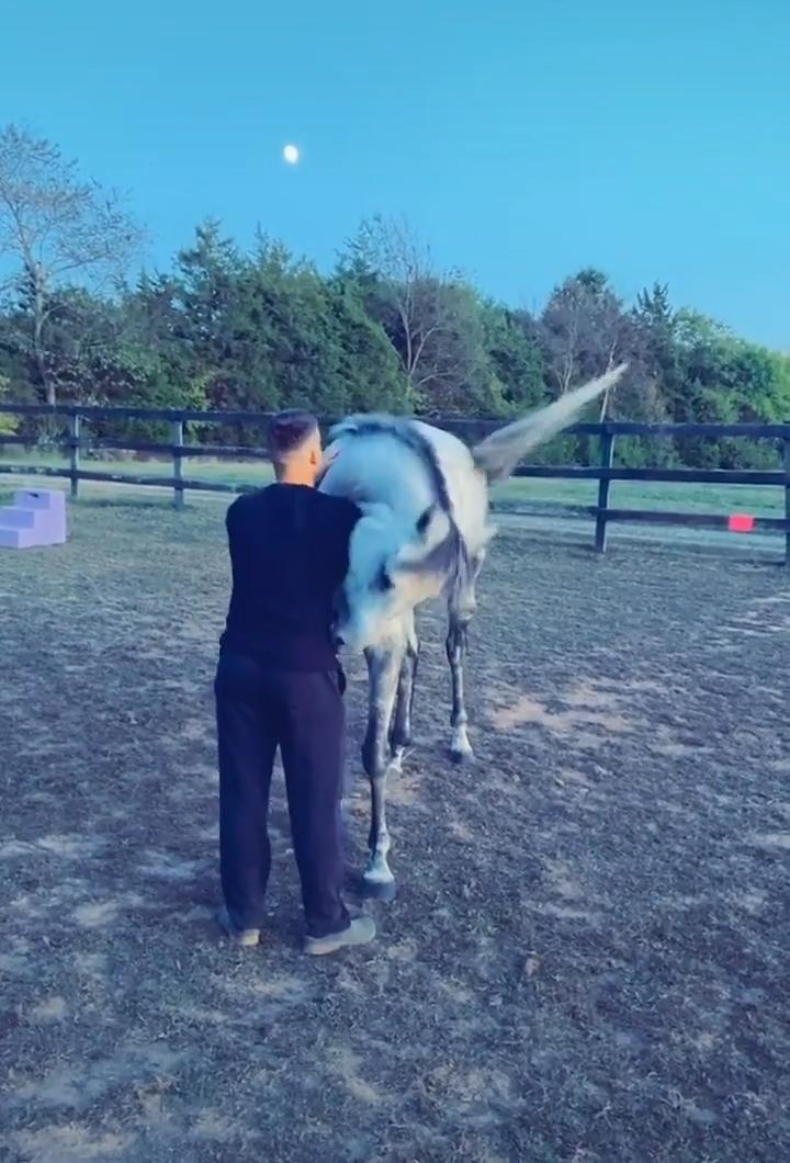 Horse Bites Owner's Arm Jukin Media Inc