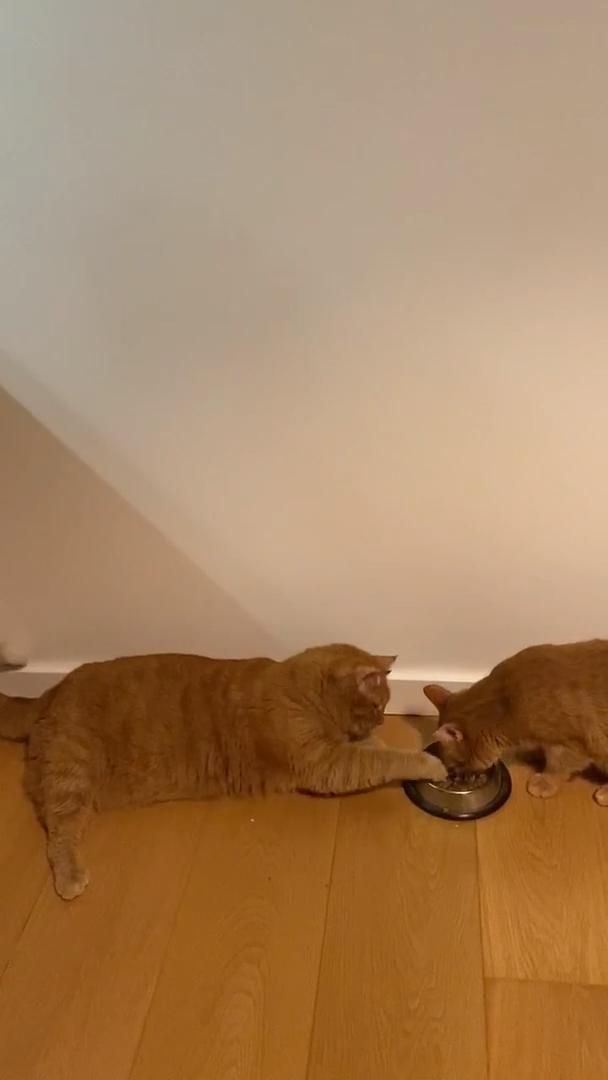 Cat Spills Food From Fork When Her Owner Teases Her With A Bite Jukin