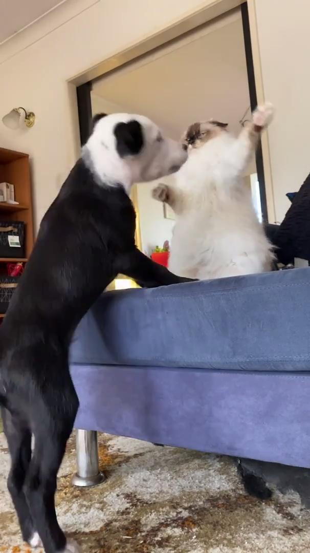 Cats Fight Each Other Jukin Media Inc