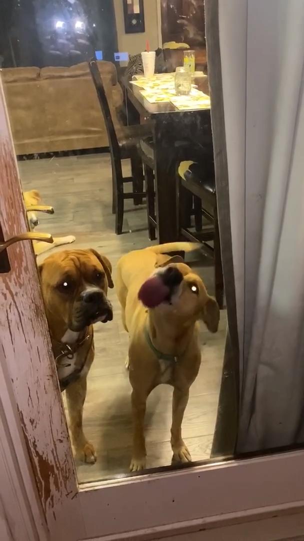 Dog Licks Door Glass Clean to Say Goodbye Jukin Licensing