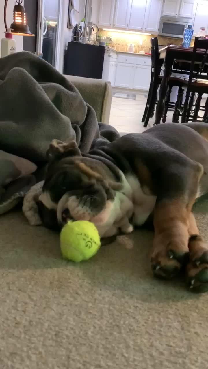 Dog Tries to Get Ball From Under Couch and Throws it at Same Place
