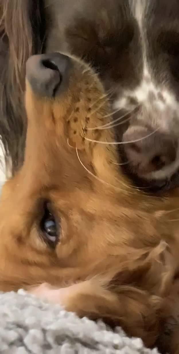 Two Dogs Kiss Mouth to Mouth Jukin Licensing