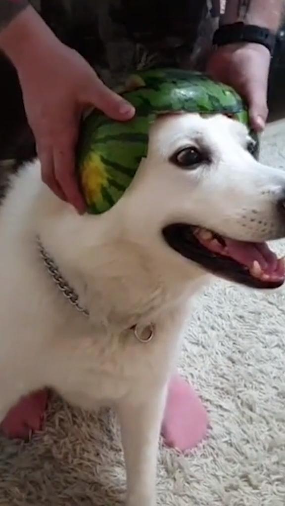 Guy Makes his dog Wear Helmet Made out of Watermelon Jukin Licensing