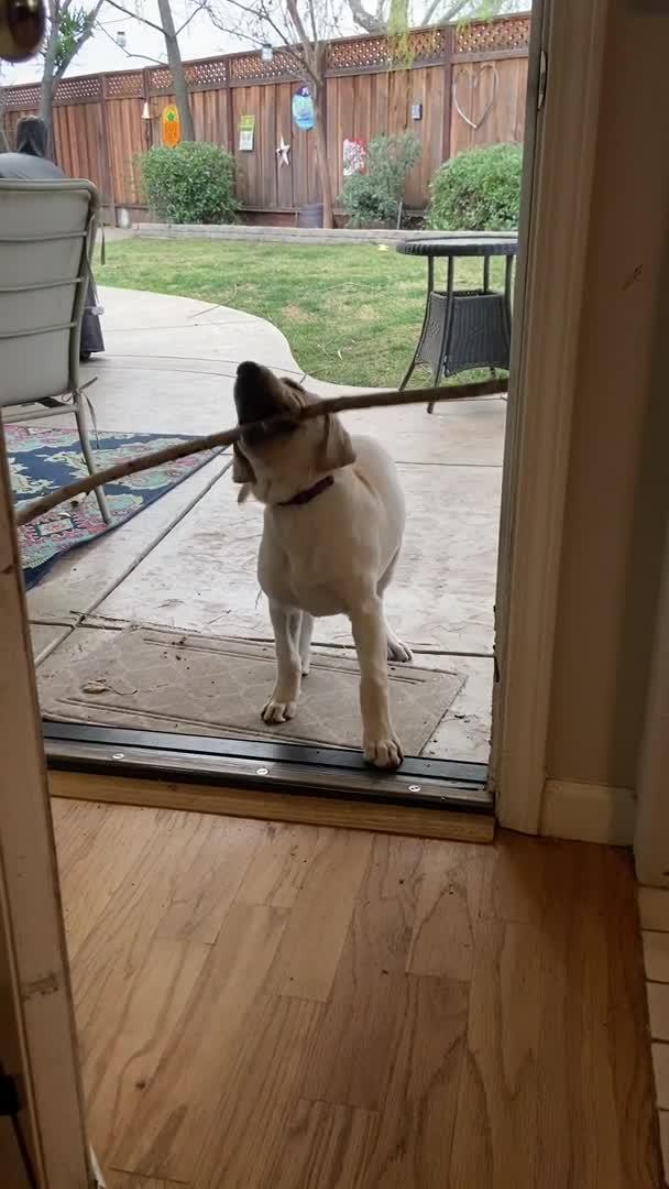 Golden Retriever Fails to Carry Long Stick Outside Door Jukin Media Inc