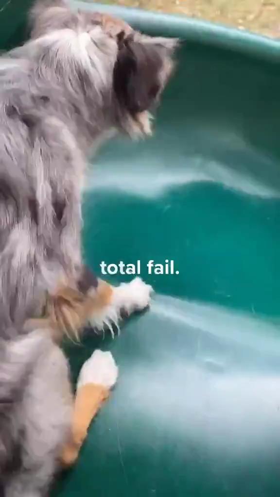 Dog Jumps Off Kids' Slide Instead of Going Down Jukin Licensing