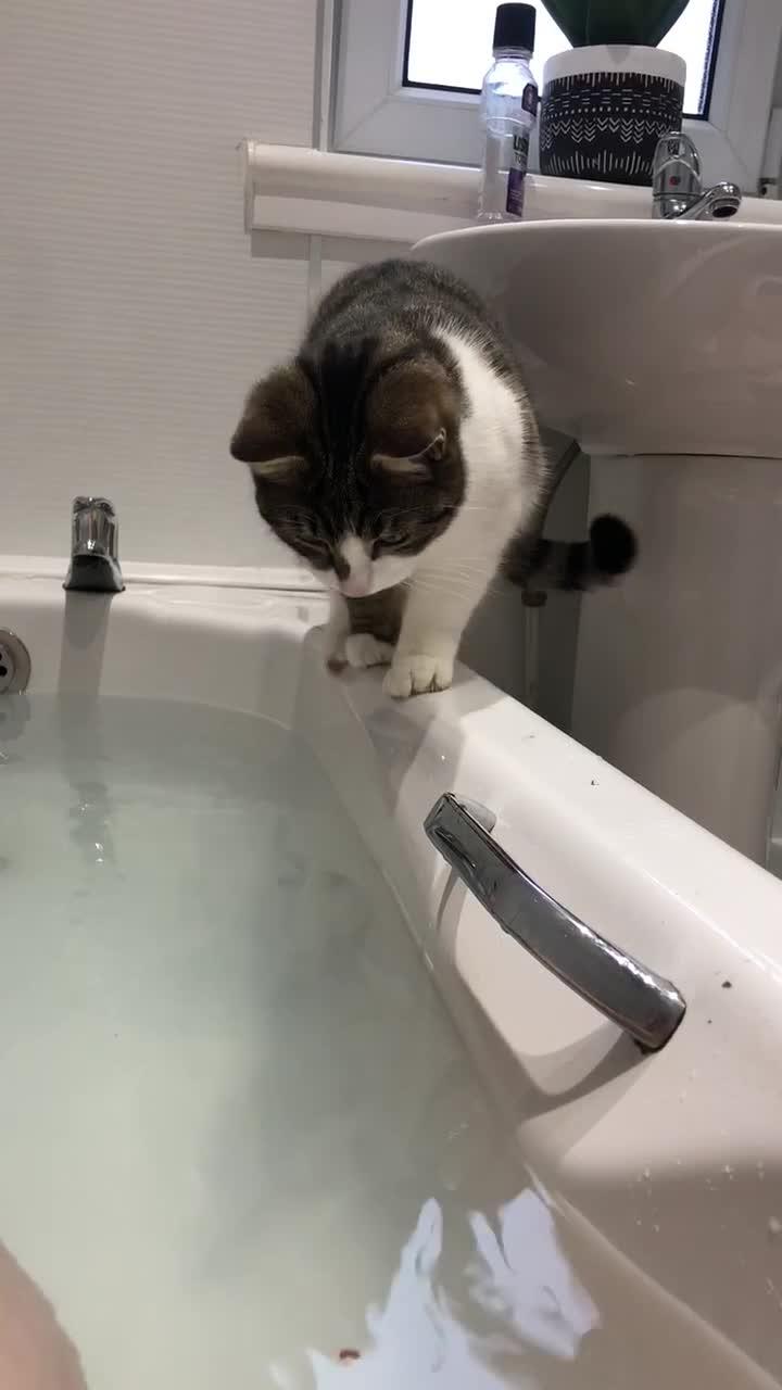Cat Walking on Bathtub's Edge Slips into Soapy Water Jukin Media Inc