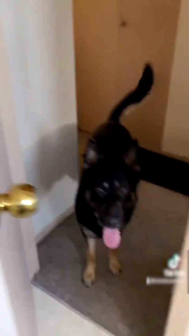 Dog Pushes Owner Away Jukin Media Inc