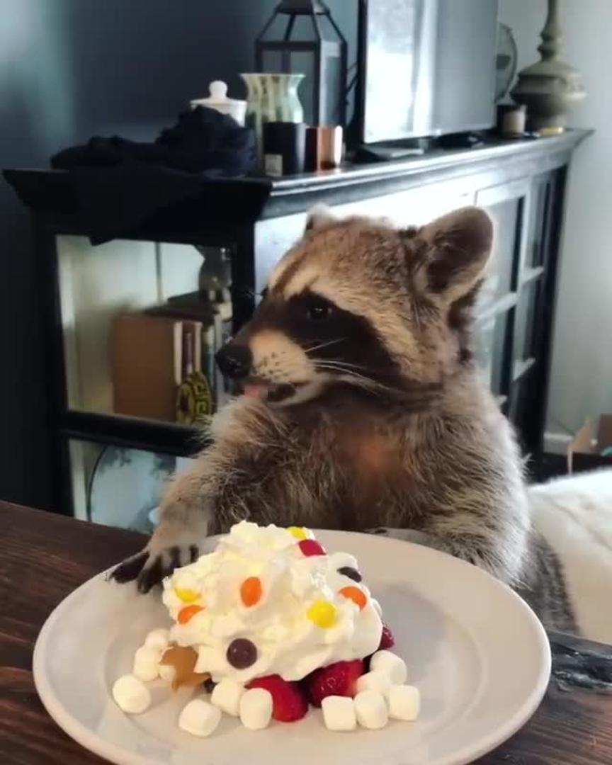 Raccoon Eats Potato Chips Sitting on Chair Jukin Media Inc