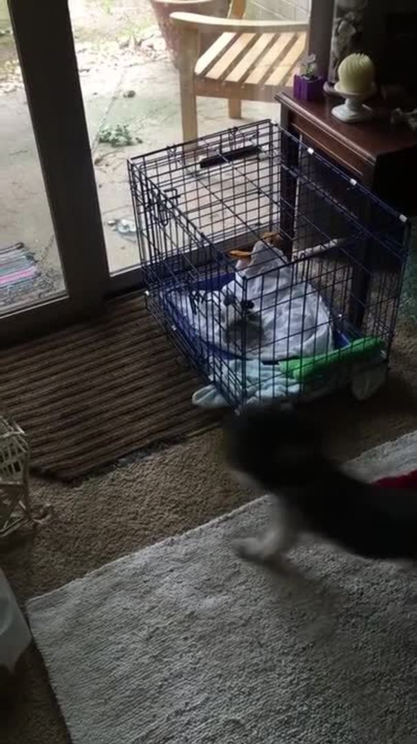 Dog Opens Crate's Door And Jumps Inside It On Being Offered Cookies