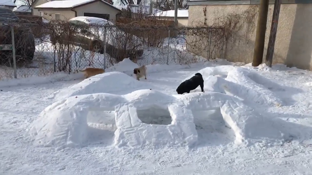 Owner Makes Snow Tunnels At Play Area For His Dogs Jukin Licensing