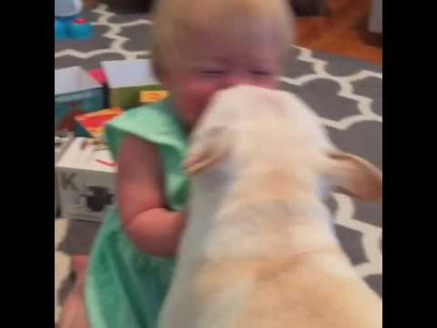Baby Giggles while Dog Licks Her Jukin Licensing