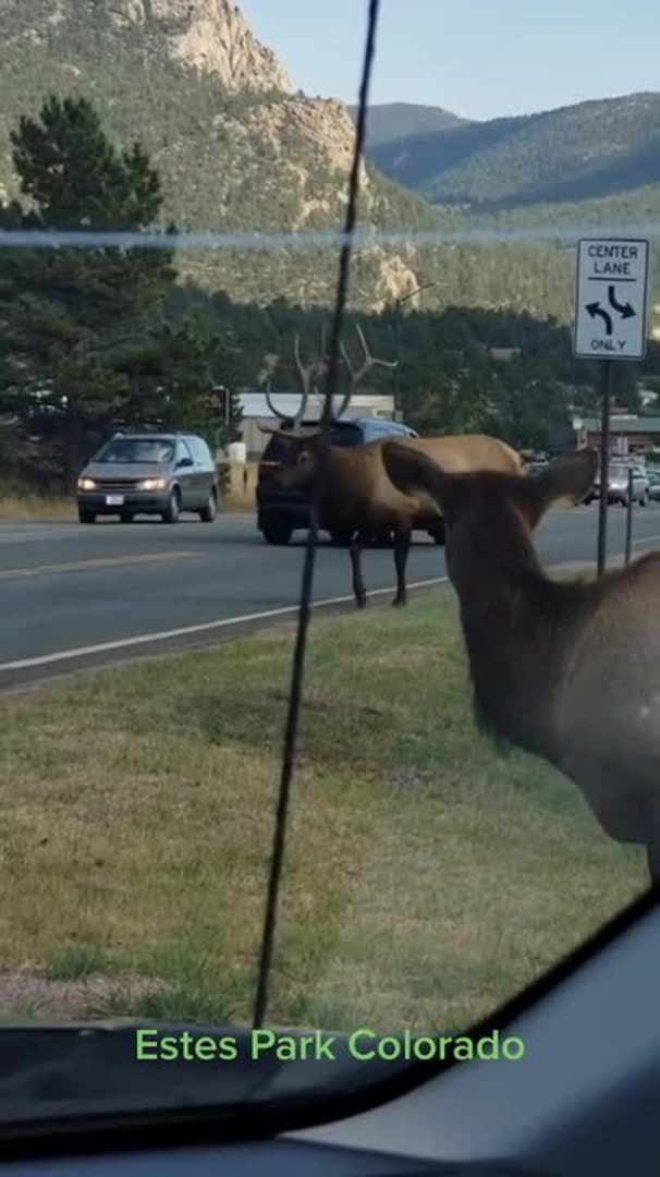 Elk with Attitude Uses Antlers Jukin Licensing