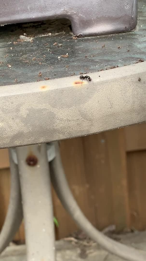 Ants Throw Dirt From Table Onto Deck Below Jukin Licensing