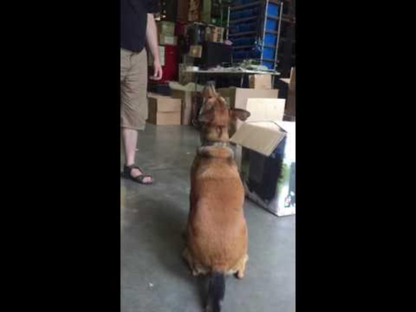 Dog Kicks Owner's Nuts Jukin Licensing