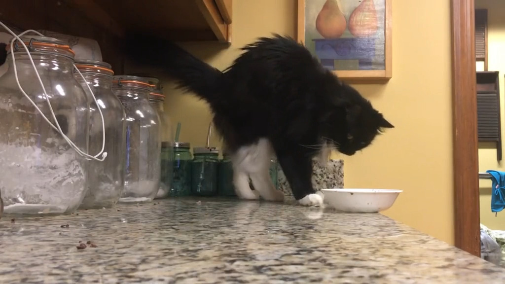 Cat Pushes Bowl Jukin Licensing
