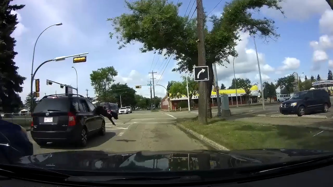 Dog Jumps From Car Stopped at Intersection Jukin Licensing