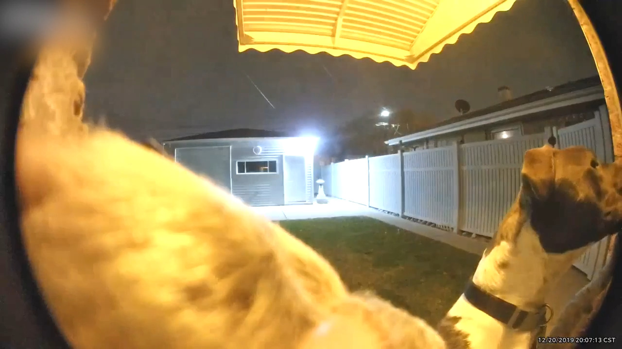 Dog Rings Doorbell to Come Back Inside Jukin Licensing