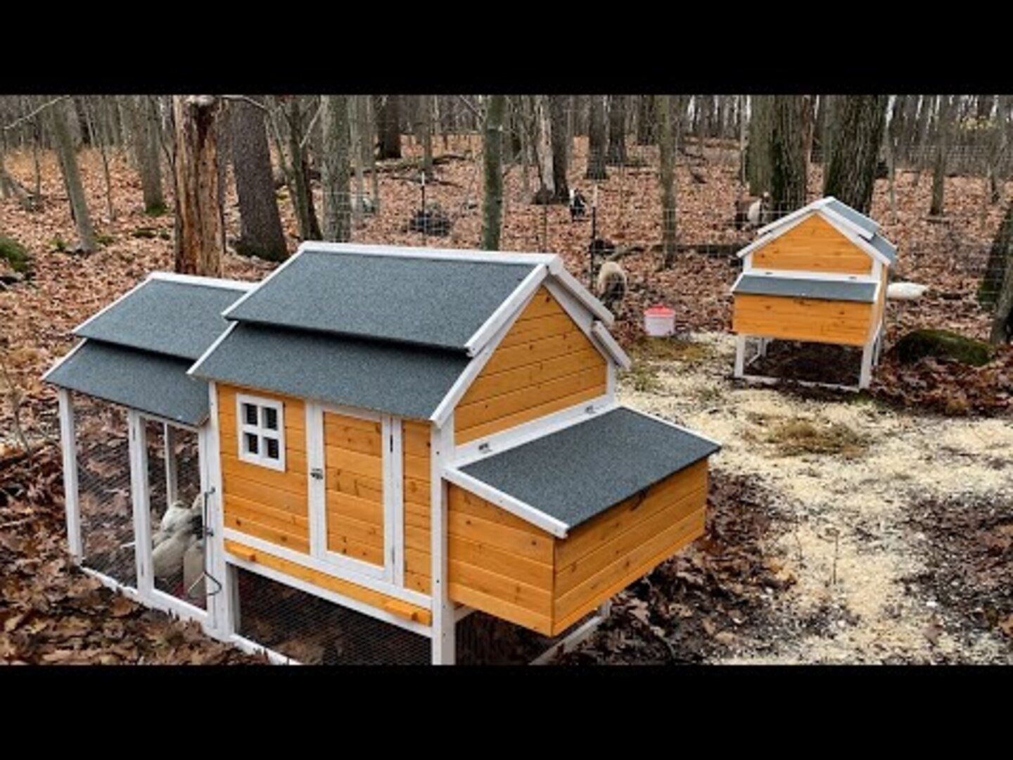 Man Builds Chicken Coops Jukin Licensing
