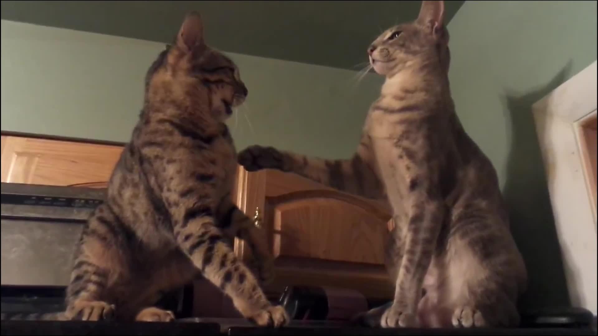 Cat Taunts and Attacks Sibling Cat Jukin Licensing