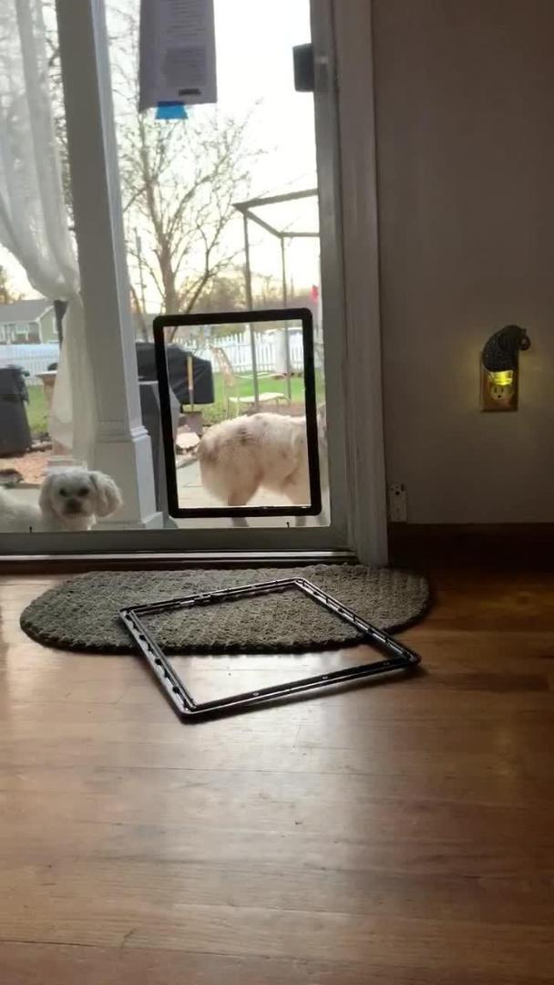 Dog Smashes Pet Door by Running Into it Jukin Licensing